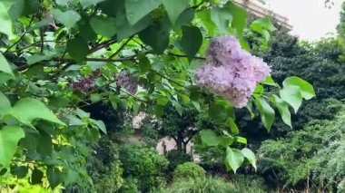 Fransa 'nın başkenti Paris' te bulunan Soubise Oteli 'nin Jardin Nationale des Arşivi' ndeki leylak çalıları ve diğer yeşillikler arasında pitoresk bir yol..