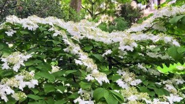Yapay süslemeli Viburnum plicatum Watanabe oteli Jardin Nationale des Archives of the Hotel de Soubise, Paris, Fransa.