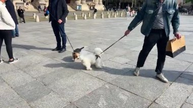 PARIS, FRANCE - 21 Nisan 2025: Güneşli bir bahar gününde beyaz bir Maltese köpeğiyle oynayan sevimli bir av köpeği..