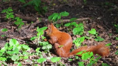 Bir sincap, çam kozalağını pençeleriyle kemirir. Yazın ormanda çekim yapmak..
