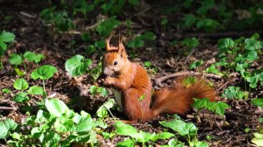 Bir sincap, çam kozalağını pençeleriyle kemirir. Yazın ormanda çekim yapmak..