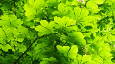 Yeşil kestane yaprakları gün batımında arka planda. İlkbaharda çekim.