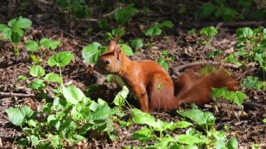 Sincap gizli bir fındık arıyor. Yazın ormanda çekim yapmak..