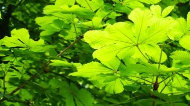 Yeşil kestane yaprakları gün batımında arka planda. İlkbaharda çekim.