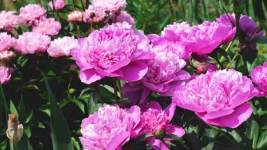 Yaz bahçesinde büyük pembe şakayık çiçekleri.