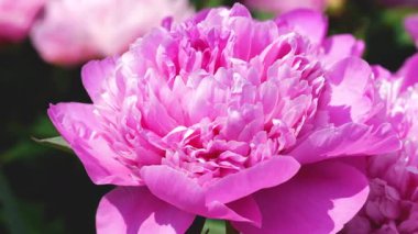 Yaz bahçesinde büyük pembe şakayık çiçekleri.