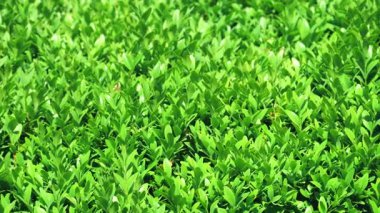 Bahçede yeşil boxwood yapraklarından oluşan bir bitki..