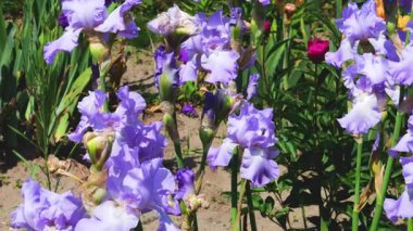 Çiçek tarlasında bir yaz bahçesinde mavi süsen çiçekleri.