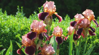 Yeşil bir boxwood çalılığının arka planında bir yaz bahçesinde, ışık huzmelerinde pembe-burgundy zambaklar..