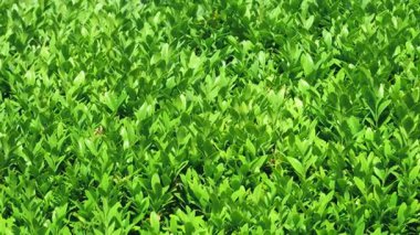 Bahçede yeşil boxwood yapraklarından oluşan bir bitki..