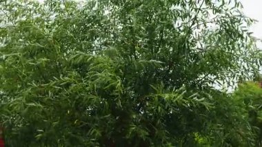 Rüzgârlı yağmur sırasında ağaç dalları. Yazın ağaçların arka planında yağmur damlaları.