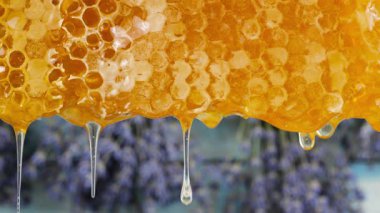 Balpeteklerinden akan altın bal akıntıları lavanta dallı ahşap tahtaların arka planına damlıyor. Balmumu bal peteklerine yakın çekim. Makro atış. Sağlıklı yeme kavramı.