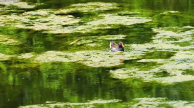 Orman tavuğu su yosunları arasında bir gölette yüzer..