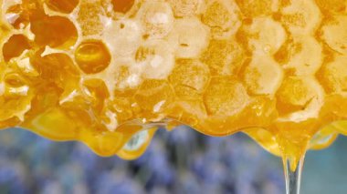 Balpeteklerinden akan altın bal akıntıları lavanta dallı ahşap tahtaların arka planına damlıyor. Balmumu bal peteklerine yakın çekim. Makro atış. Sağlıklı yeme kavramı.