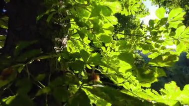 Kestane ağacının yeşil yaprakları Arkaplan ışıklarının altında.