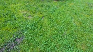 Ortanca çiçekleri, lavanta çalıları ve Agave americana bir yaz parkında.