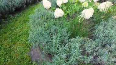 Bir yaz parkında ortanca çiçekleri ve lavanta çalıları.