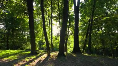 Ağaçların gövdeleri ve yaprakları yaz ormanlarında arka planda güneş ışığı altında.