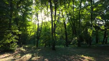 Ağaçların gövdeleri ve yaprakları yaz ormanlarında arka planda güneş ışığı altında.