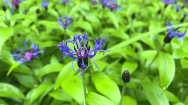 Centaurea siyanus çiçeği ya da çiçek çiçeği, Asteraceae familyasından Avrupa 'ya özgü yıllık çiçek açan bir çiçektir..