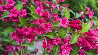 Weigela floribunda, Caprifoliaceae familyasından bir bitki türü. Honshu ve Shikoku, Japonya 'ya özgüdür. Bir çalıda kırmızı, kırmızı, huni şeklinde çiçekler var..