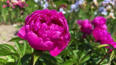 Büyük pembe şakayık çiçekleri hafif esintide sallanıyor diğer bahar çiçeklerinin arka planında bir çiçek tarhında..