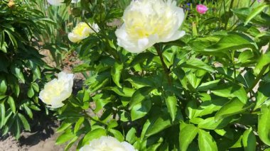 Bahar bahçesindeki bir çiçek tarlasında diğer bahar çiçeklerinin arka planında beyaz çiçekleri olan şakayık bir çalılık..