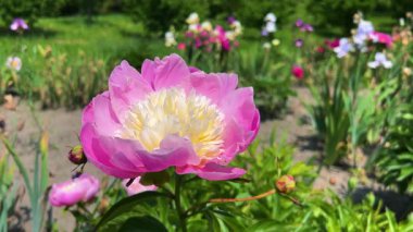 Narin pembe yaprakları olan büyük bir şakayık çiçeği ve bir bahar bahçesindeki çiçek tarhında beyaz-sarı bir merkez..