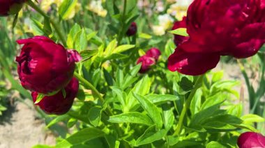 Bahar bahçesinde bir çiçek tarlası koyu kırmızı şakayıklar, beyaz ve sarı irisler ve diğer bahar çiçekleri yeşil bir çimenliğin ve genç ağaçların arka planında.