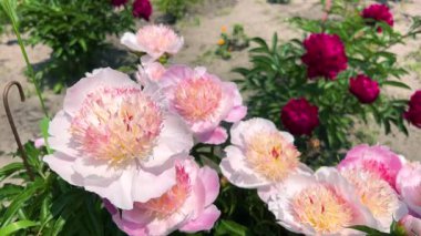 Ortasında pembe bir leke olan şaşaalı soluk pembe şakayıklar ve bir bahar bahçesinde çiçek tarhında koyu kırmızı bir şakayık rengi..