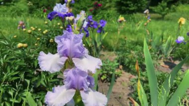 Parlak mavi ve soluk mavi irisler bahar bahçesindeki bir çiçek tarlasında hafif bir esintide sallanıyor..