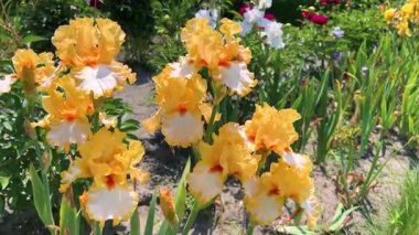 Bahar bahçesindeki bir çiçek tarlasında sarı ve beyaz yapraklı zarif süsen çiçekleri..