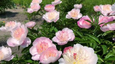 Şatafatlı soluk pembe şakayıklar, ortasında pembe bir renk, bir bahar bahçesinde çiçek tarhında..