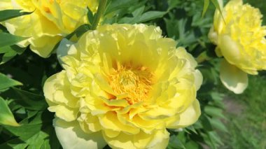 Parlak, güneşli bir günde, bir bahar bahçesinde, çiçek tarhında limon sarısı çiçekleri olan şakayık bir çalılık..