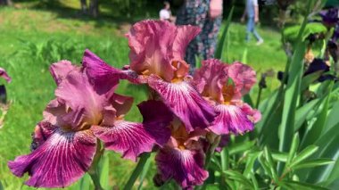 Bahar bahçesindeki çiçek tarhında mor yapraklarla süsen çiçekleri.