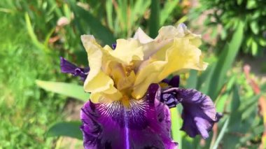 Sarı ve koyu mor yaprakları olan güzel bir iris çiçeği bahar bahçesinde hafif bir esintide sallanıyor..