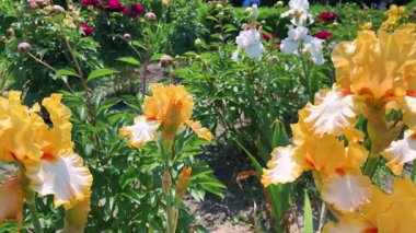 Bahar bahçesindeki bir çiçek tarlasında sarı ve beyaz yapraklı zarif süsen çiçekleri..