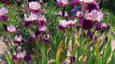 Bahar bahçesinde süsen çiçekleri olan bir çiçek tarlası. Koyu mor ve yumuşak leylak yapraklı çiçekler..