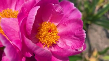 Bir yaban arısı büyük, parlak, pembe bir peeonia daurica çiçeğinin üzerinden uçar. Çiçek sarı pudinglerle kaplıdır..