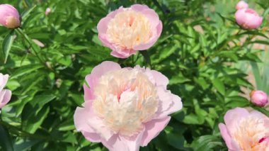 Çok büyük şakayık çiçekleri narin soluk pembe renkler bir bahar bahçesinde çiçek tarhında.