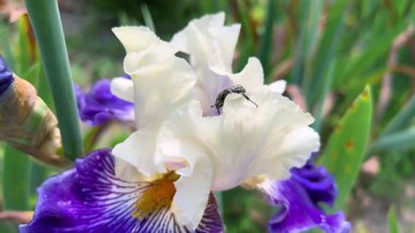 Bir böcek, bahar bahçesindeki güzel beyaz ve mavi bir iris çiçeğinin üzerinde sürünür..