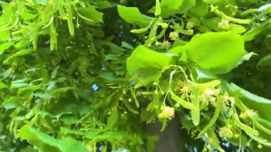 Çiçekli ıhlamur dalları yeşil yapraklar ve çiçeklerle Parkta güneşli bir bahar gününde hafif bir esintide sallanıyor.