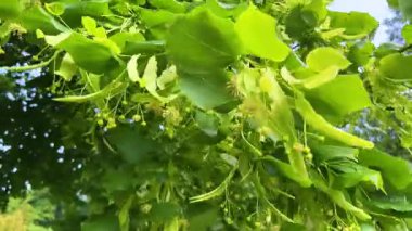 Çiçekli ıhlamur dalları yeşil yapraklar ve çiçeklerle Parkta güneşli bir bahar gününde hafif bir esintide sallanıyor.