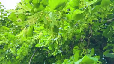 Çiçekli ıhlamur dalları yeşil yapraklar ve çiçeklerle Parkta güneşli bir bahar gününde hafif bir esintide sallanıyor.