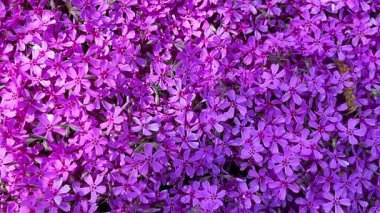 Çiçek açan bitkinin parlak pembe çiçekleri. Poflox subulata sürünen fenox, yosun phlox, yosun pembesi veya dağ fenobisi..