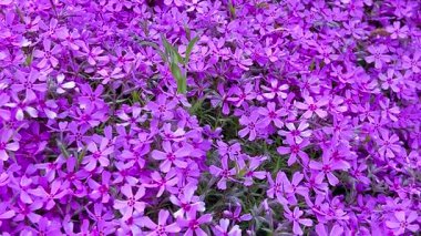 Çiçek açan bitkinin parlak pembe çiçekleri. Poflox subulata sürünen fenox, yosun phlox, yosun pembesi veya dağ fenobisi..