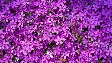 Çiçek açan bitkinin parlak pembe çiçekleri. Poflox subulata sürünen fenox, yosun phlox, yosun pembesi veya dağ fenobisi..