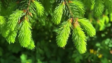 Narin, açık yeşil genç, kozalaklı çam ağacının dallarında hafifçe sallanır hafif meltemde..