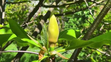 Büyük bir manolya tomurcuğu, yemyeşil yapraklı bir dalın üzerinde bahar parkında hafif bir esintide sallanıyor. Güzel güneş yaprakların ve tomurcukların üzerinde parlıyor..