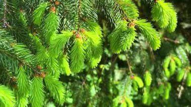 Narin, açık yeşil genç, kozalaklı çam ağacının dallarında hafifçe sallanır hafif meltemde..